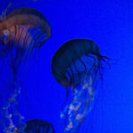 medusas