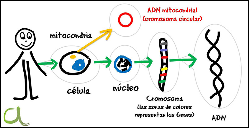 ADN mitocondrial nuclear