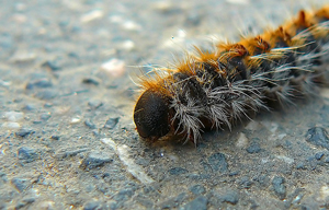 Orugas by Angel T Flickr