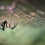 Araña y tela