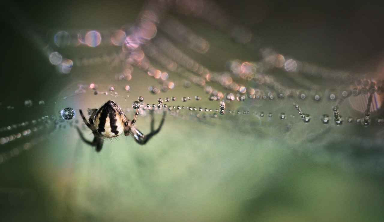 Araña y tela
