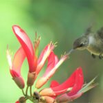 Colibrí