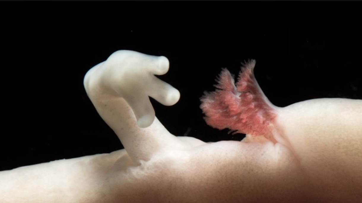 Proteus anguinus.