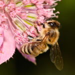 Abeja recolectora