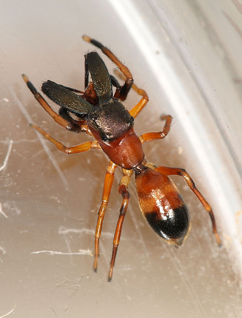  Myrmarachne formicaria