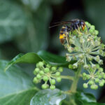 Avispa asiática