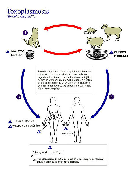 Ciclo de vida de 'T. gondii'.