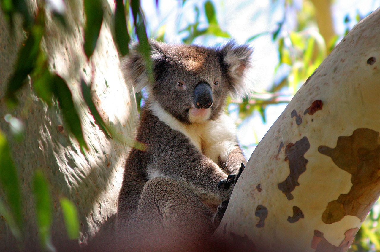 Koala
