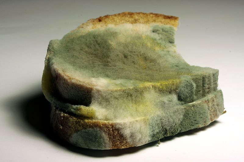 Moho pan de molde portada by Henry Mühlpfordt