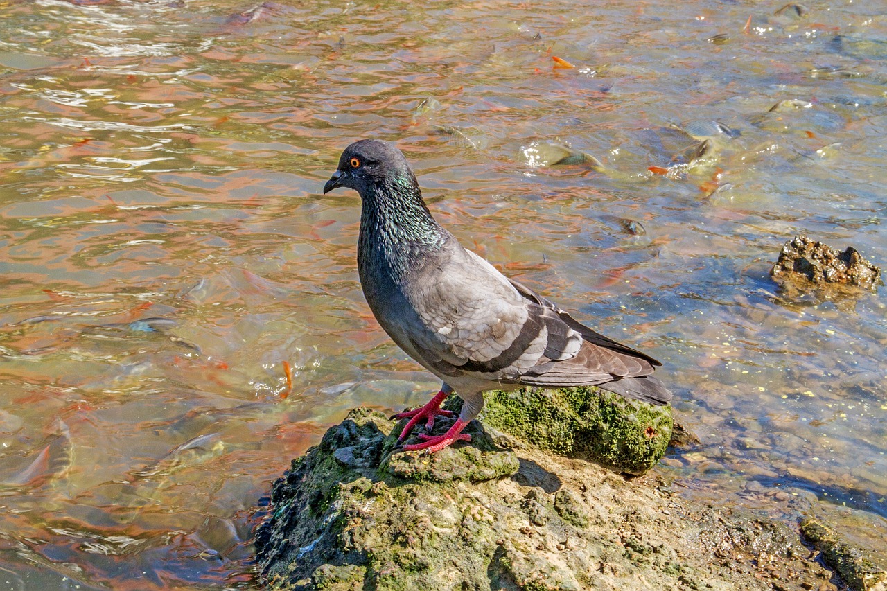 Los peces que comen palomas
