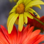 biodiversidad