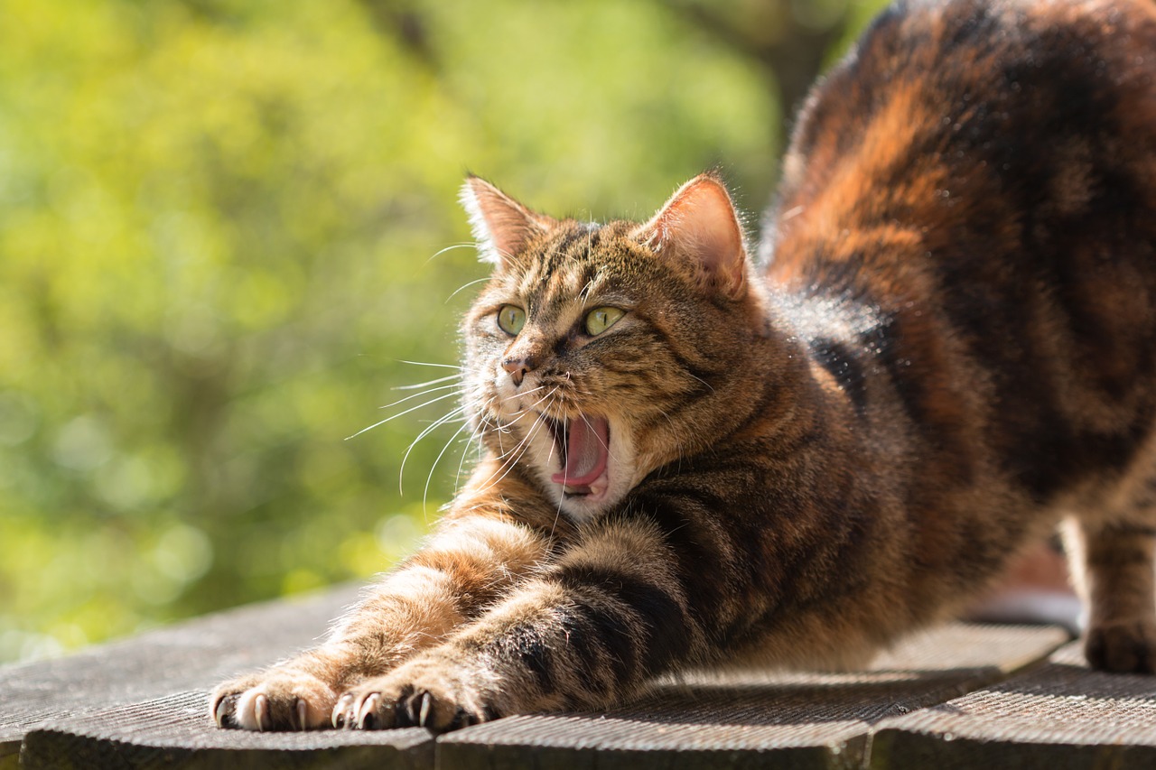 Gato bostezando