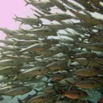 Banco de peces/pixabay