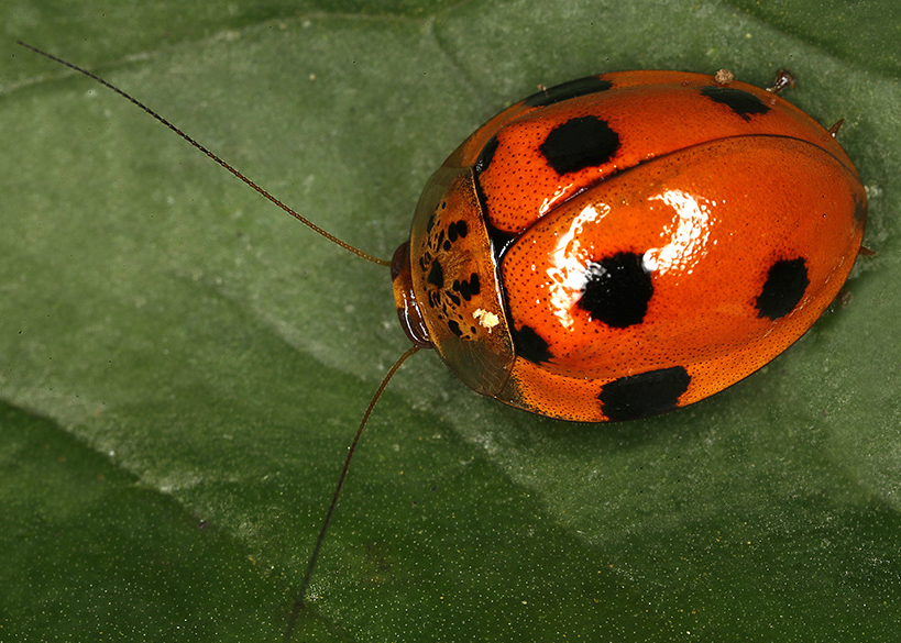 Prosoplecta sp_cockroach